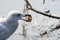 A picture  of  a seagull eating the shellfish.