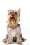 Picture of a seated puppy yorkshire terrier