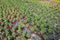 Picture of seedlings of tomatoes growing in pots in greenhouse