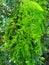 The picture of Shatavari plant or Asparagus racemosus