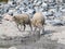 Picture with sheep on fjord edge