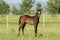 The picture shows a small foal
