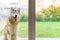 Picture of a Siberian dog outside a glass door wanting to enter the house