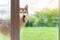 Picture of a Siberian dog outside a glass door wanting to enter the house