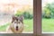 Picture of a Siberian dog outside a glass door wanting to enter the house