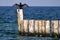 Picture of single Cormorant drying wings