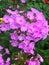 Picture SMALL LILAC FLOWERS ON THE STEM