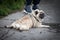 Picture of a small pug dog, exhausted, laying down, having a rest on the ground while being on a leash.