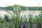 Picture of some beautiful green cattails along the shore of pretty blue lake