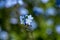 A picture of some blue Myosotis flowers.