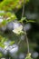 A picture of some dogwood blooming in the garden.