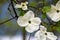 A picture of some dogwood blooming in the garden.