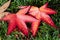 A picture of some fallen red leaves on the ground.