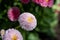 A picture of some light pink bellis flowers.