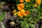 A picture of some orange viola flowers.