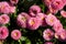 A picture of some pink bellis flowers.