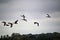 A picture of some Pink Footed Geese flying