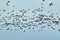 A picture of some Pink Footed Geese flying