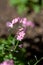 A picture of some pink Myosotis flowers.