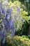 A picture of some purple wisteria flower.