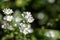 A picture of some white Myosotis flowers.