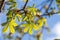 Picture of spring flowering chestnut tree, dry branches with buds of chestnut leaves and bark of trees against the blue sky,