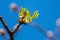 Picture of spring flowering chestnut tree, dry branches with buds of chestnut leaves and bark of trees against the blue sky,