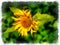 A picture of sunflower stylized in aquarelle style