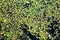 A picture of a swamp, Tina, duckweed. A tiny aquatic flowering p