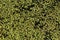 A picture of a swamp, Tina, duckweed. A tiny aquatic flowering p