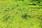 A picture of a swamp, Tina, duckweed. A tiny aquatic flowering p