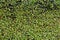 A picture of a swamp, Tina, duckweed. A tiny aquatic flowering p