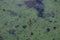 A picture of a swamp, Tina, duckweed. A tiny aquatic flowering plant that floats in large quantities on still water, often forming