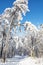 Picture of tall snowy trees in the winter nature