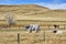 Picture of Texas Longhorns grazing on a dry autumn pasture