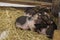 Picture There are many breeds of dwarf pigs that are now popularly raised for enjoyment.