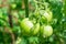 Picture of three green tomatoes in bunch