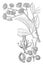 Picture, Toddalia, floribunda, flower, Fruits, pair, carpels, ovule vintage illustration
