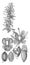 Picture, Tonina, Fluviatilis, flower, ripe, fruits, seed, male, female, flower vintage illustration