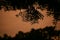 picture of tree branches leafs. background orange sky and tree