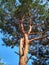 Picture of a tree crooked trunk that was taken in a forest, blue sky as a background