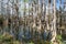 Picture of tree growth in the swamps of Everglades National Park in Florida