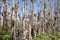 Picture of tree growth in the swamps of Everglades National Park in Florida