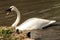 A picture of a Trumpeter Swan