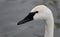 Picture with a trumpeter swan swimming in lake