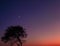 Picture of twilight sky and Acacia tree