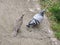 A picture of two different birds. A collard dove on the left and a pigeon on the right.