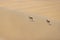 Picture of two springboks with horns in on a sand dune in Namib desert in Namibia