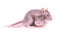 Picture of two tired baby rats on white background