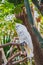 A picture of umbrella cockatoo perched on the branch.